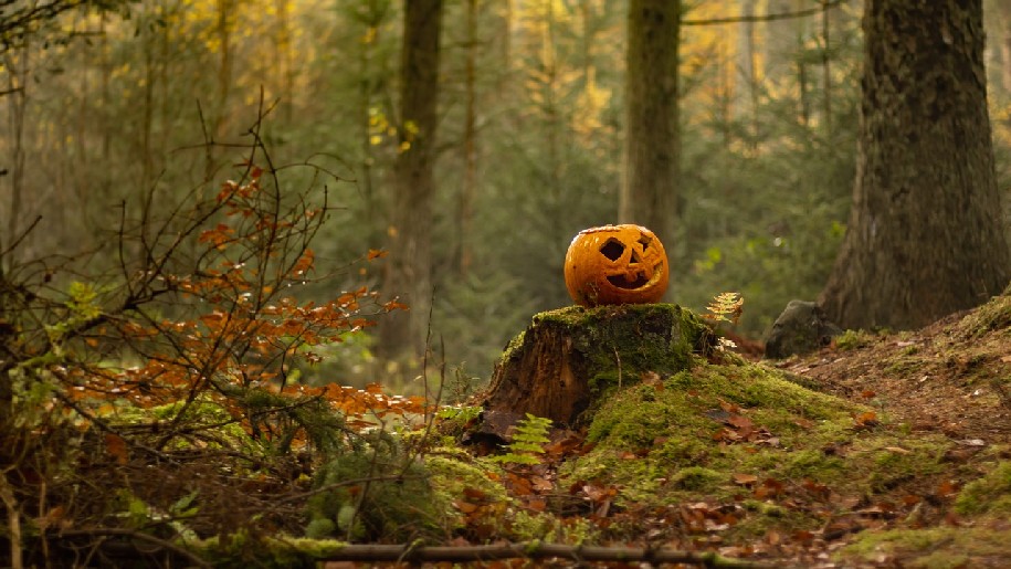 Generic Halloween Trail in woods with a pumpkin sitting on tree stump