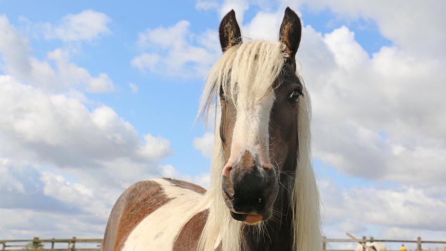 Pickles the Horse at Redwings Horse Sanctuary 