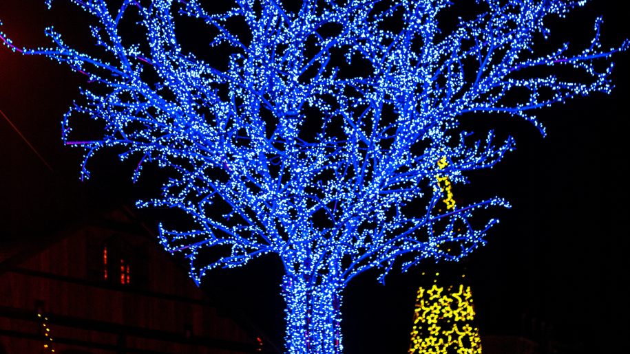 Tree lit up with blue lights for Christmas.