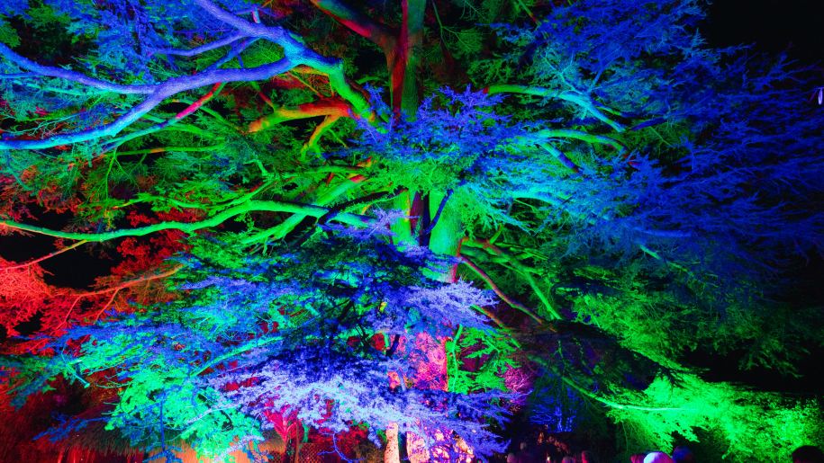 Trees illuminated in different colours after dark.