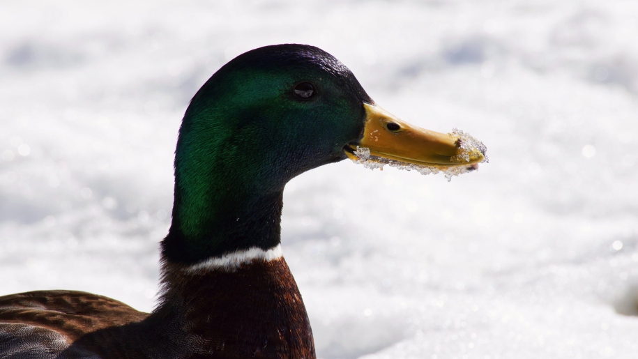 Duck in snow with frost on his beak.