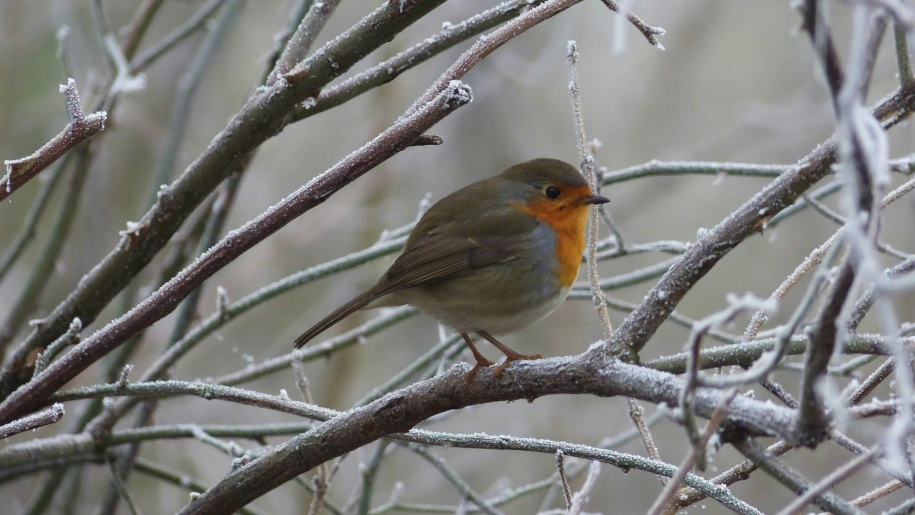 A robin on a frosty branch.