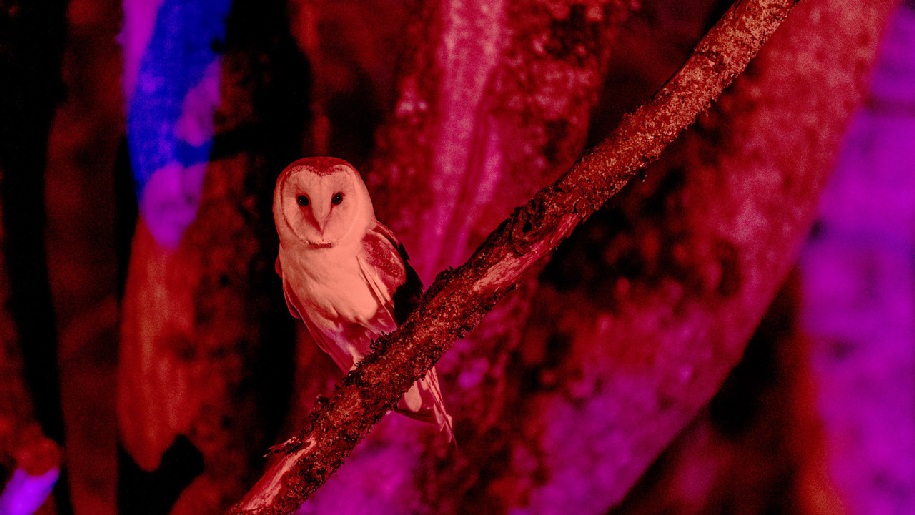 Hawk Conservancy Trust Owl on a branch in woodland lights