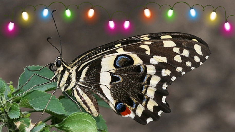 The Christmas Butterfly and fairy lights at Stratford Butterfly Farm.