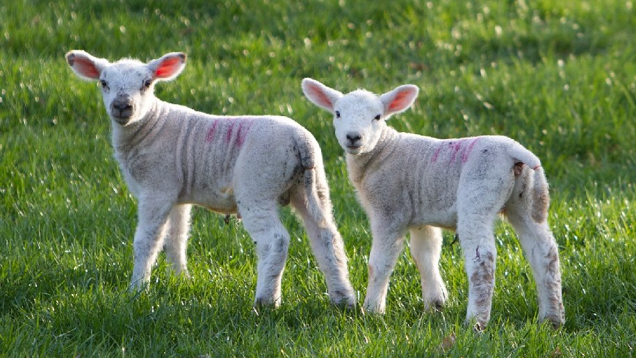 Generic Lambs two standing in a field newly born