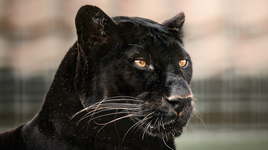 Head of black leopard at Lincolnshire Wildlife Park