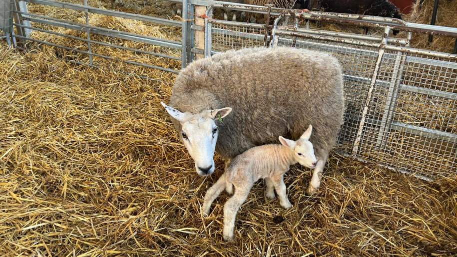 Ewe and her lamb on straw in the lambing barn at Lower Drayton Farm.