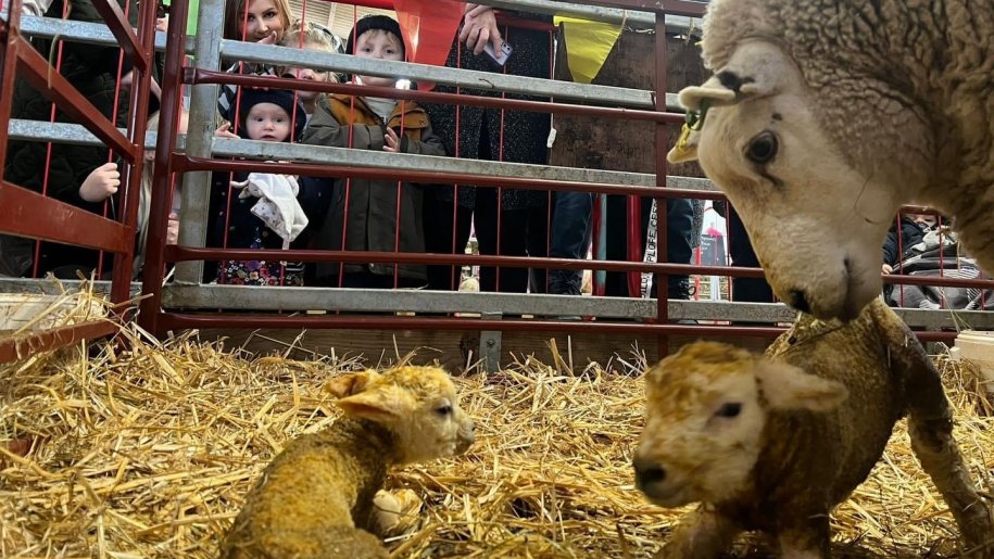 Visitors watching a ewe and her newly born lambs at Lower Drayton Farm.