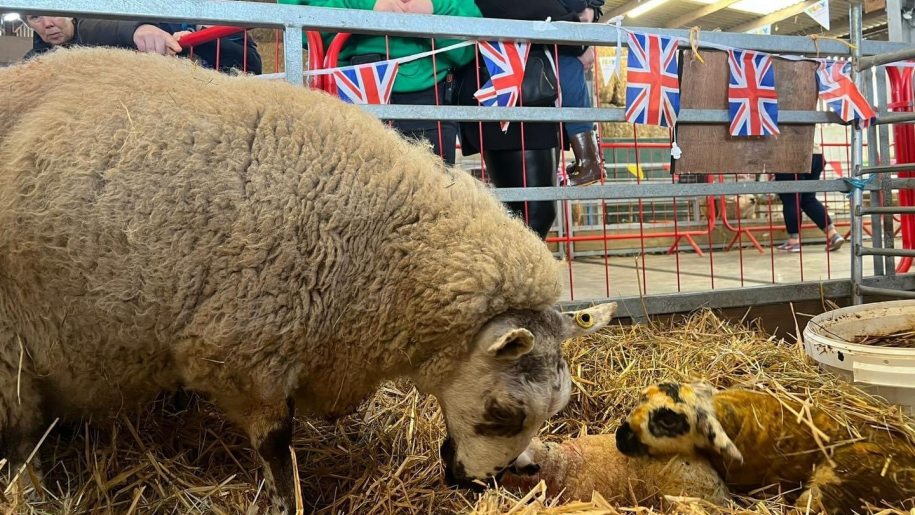 Ewe and newborn lambs at Lower Drayton Farm in Staffordshire.