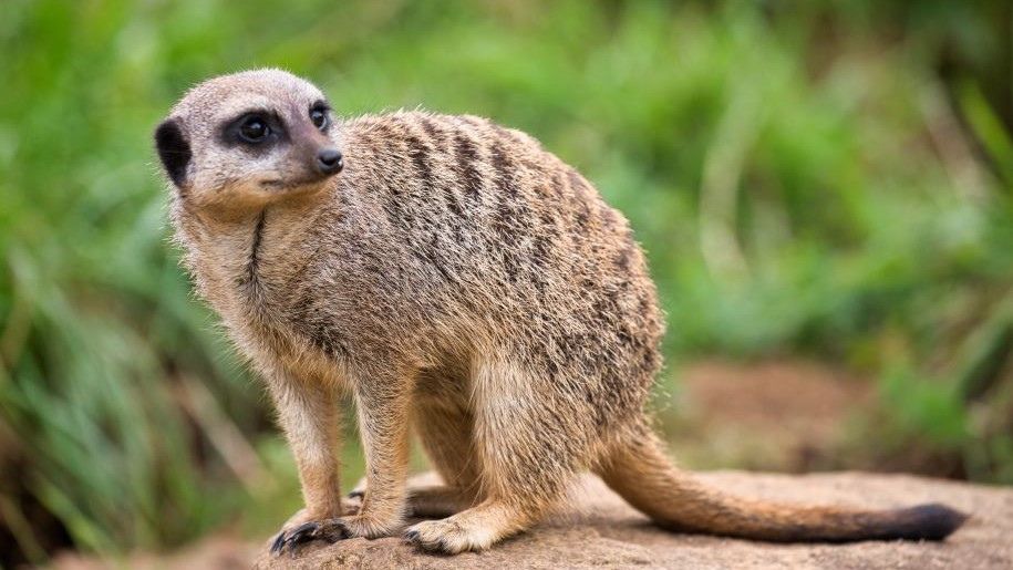 Meerkats at Marwell Zoo in Winchester