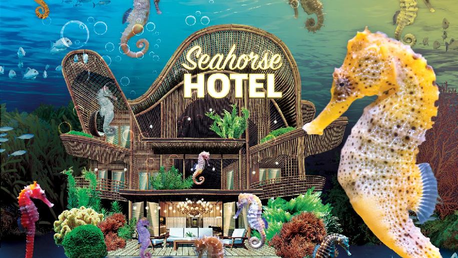 SEA LIFE Image of a hotel for seahorses