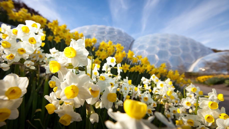 Eden Project domes with daffodils in the foreground