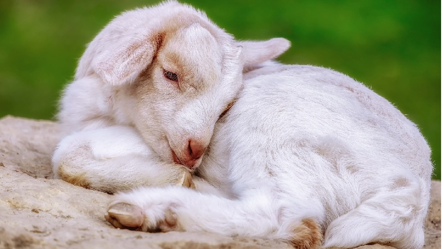 Generic baby goat