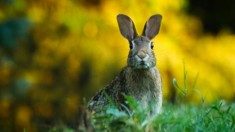 Rabbit on grass.