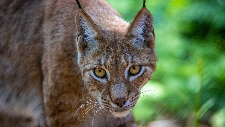 New Forest Wildlife Park image of a lynx