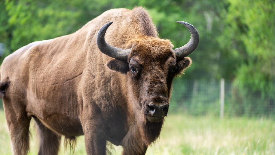 New Forest Wildlife Park Image of a bison