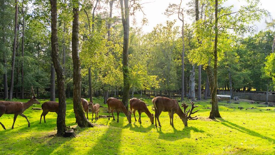 New Forest Wildlife Park Image of deer grazing