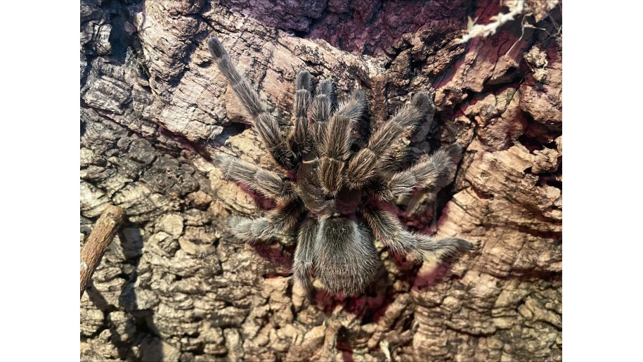 Chilean Rose Tarantula at Stratford Butterfly Farm.