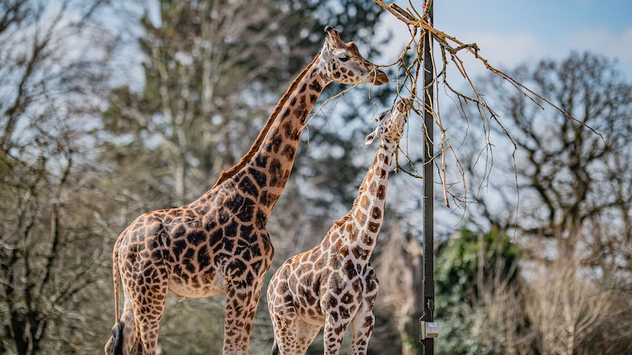 Two giraffes at Chester Zoo