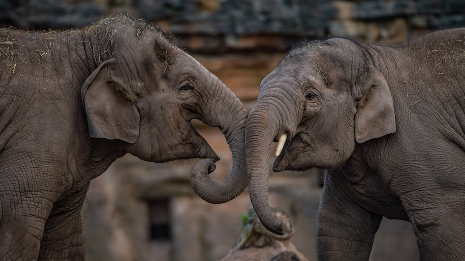 Two elephants at Chester Zoo trunks together