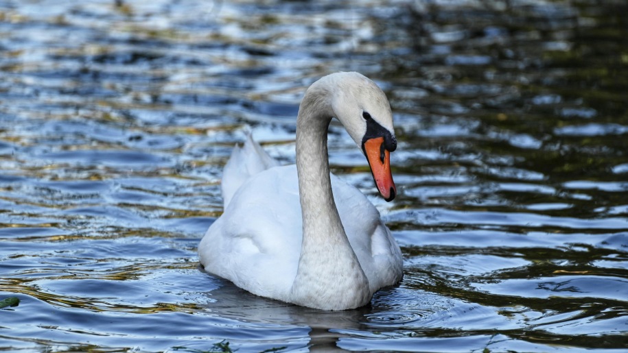 A mute swan.