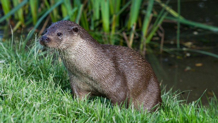 Generic Otter sitting next to lake in wild grass