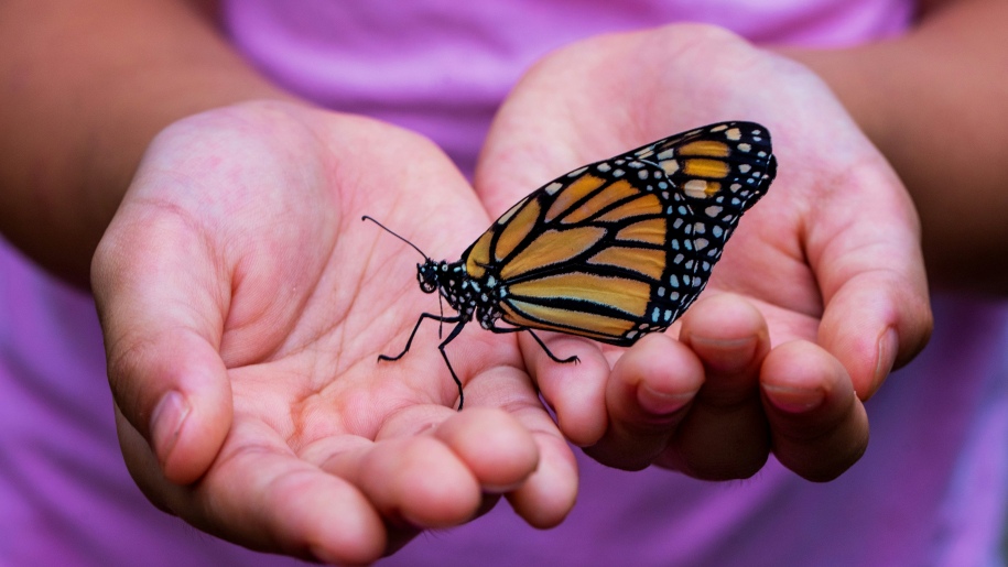 Monarch butterfly on hands.