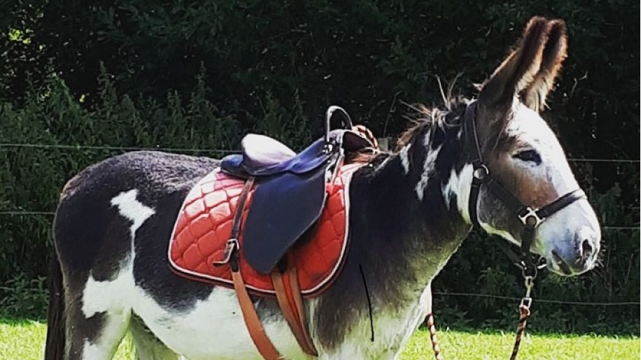 Exbury Gardens image of donkey with a saddle on