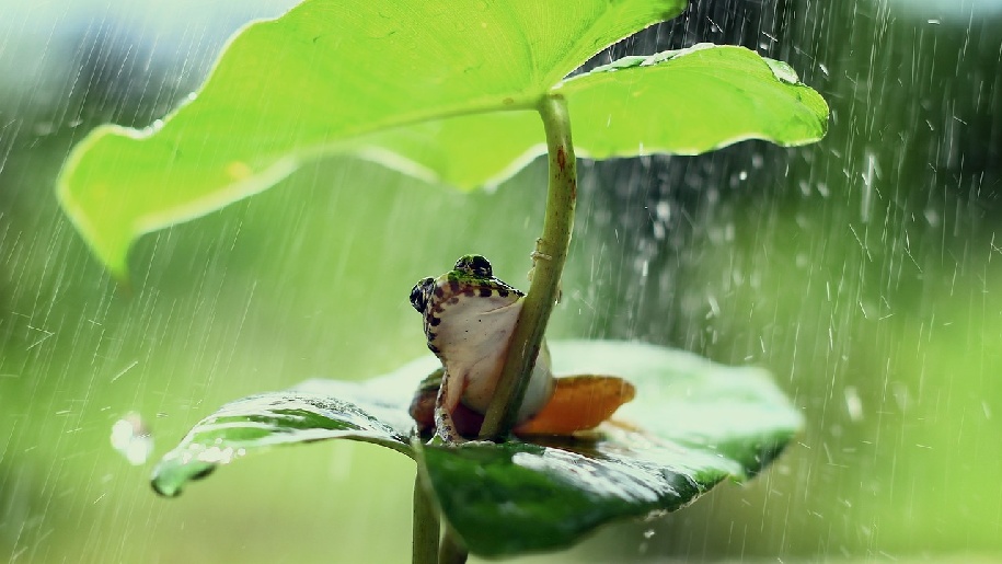 Generic Frog sitting on a plant under a leaf in the rain