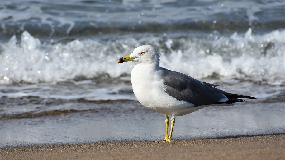 Generic Gull standing in front of small waves