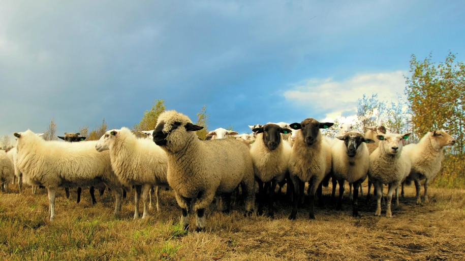 A flock of sheep in a field.