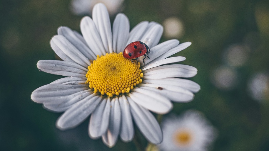 A ladybird on a white flower.