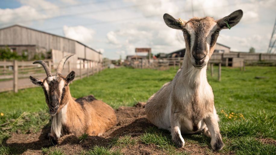 Two goats sat next to one another at Hogshaw Farm