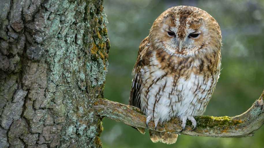 An owl on a branch in a wood.