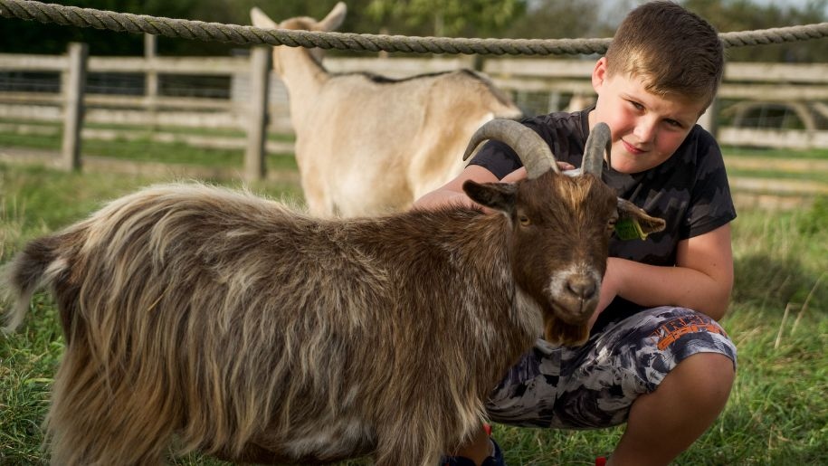A child meeting a goat on a summer day out at Hogshaw Farm & Wildlife Park.
