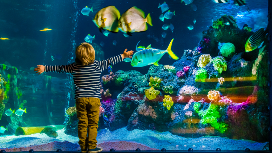 boy looking into large tropical fish tank