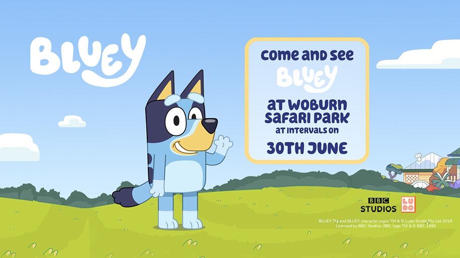 The poster for Bluey's visit to Woburn Safari Park.