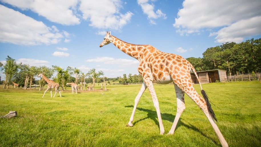 Giraffe walking over grass.