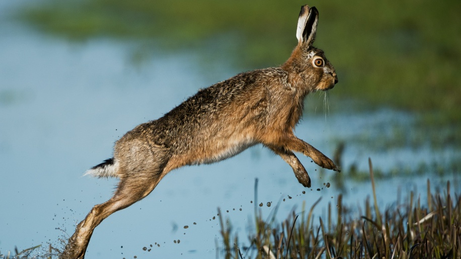 A hare jumping by water.