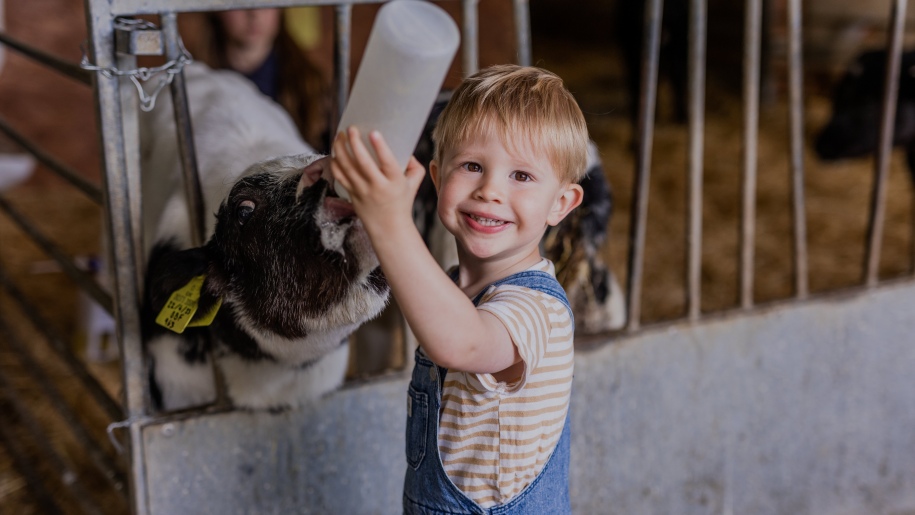 A child feeding a calf at Longdown Activity Farm.