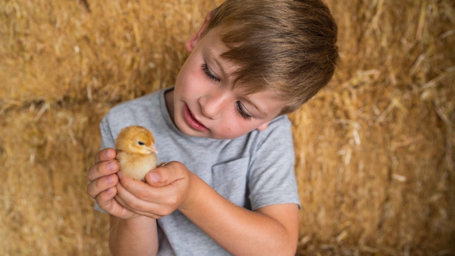 A child holding a chick at Longdown Activity Farm.