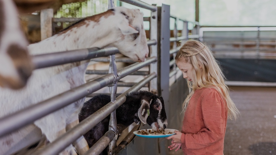 A child feeding a black goat at Longdown Activity Farm.