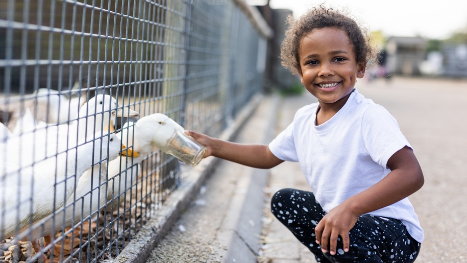 A child feeding a duck at Longdown Activity Farm.