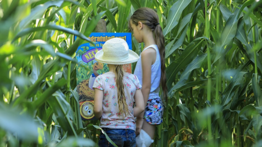 Children in the Dino Maize Maze at Lower Drayton Farm in Staffordshire.