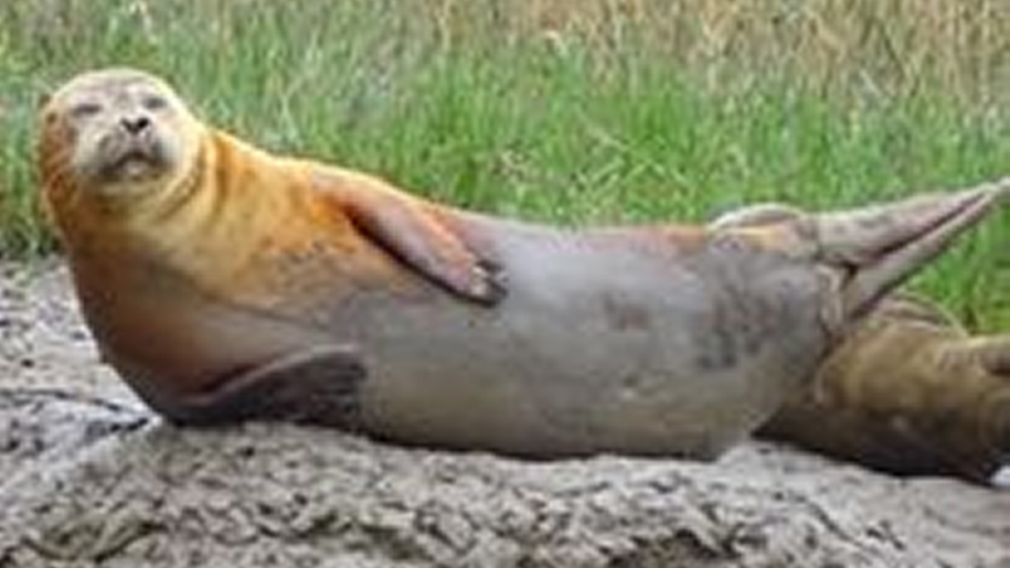 Seal basking on a rock near Harwich.