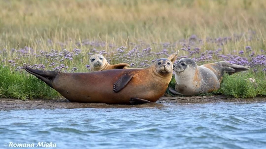 Seals basking near Harwich.