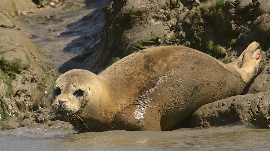 A seal pup in the shallows.