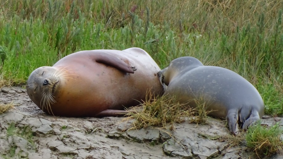 Suckling seal pup near Harwich.