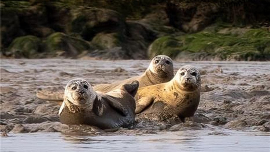 Seals in the shallows near Harwich.