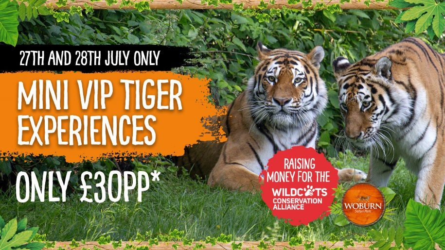 Poster advertising tiger experiences at Woburn Safari Park.
